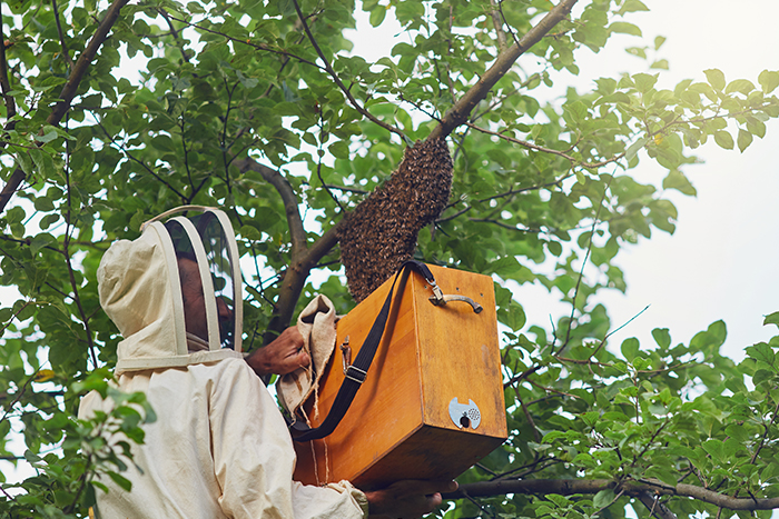 Bee and Beehive Removal Services in Flushing, NY